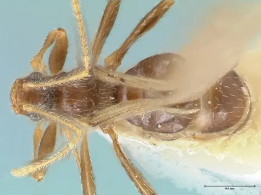 Pheidole neokohli - FOCOL1573