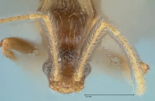 Pheidole neokohli - FOCOL1573