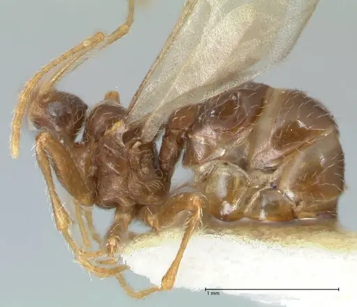 Pheidole neokohli - FOCOL1573