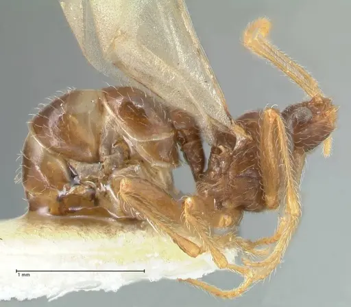 Pheidole neokohli - FOCOL1573