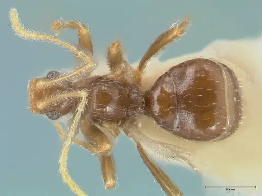 Pheidole neokohli - FOCOL1574
