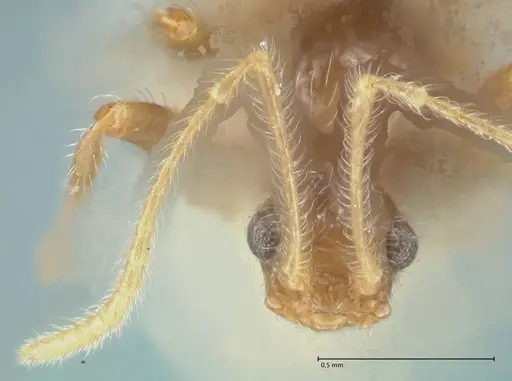 Pheidole neokohli - FOCOL1574