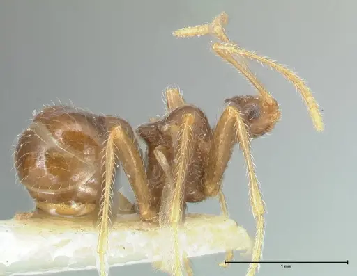 Pheidole neokohli - FOCOL1574