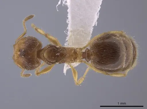 Pheidole neolongiceps specimen