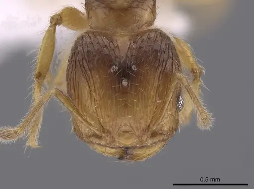 Pheidole neolongiceps specimen