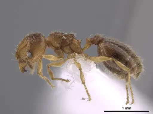Pheidole neolongiceps specimen