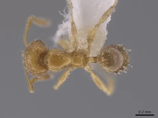 Pheidole neolongiceps - CASENT0656039