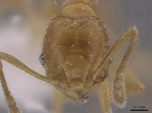 Pheidole neolongiceps - CASENT0656039