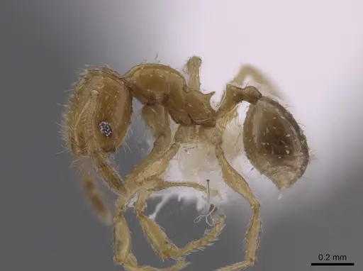 Pheidole neolongiceps - CASENT0656039