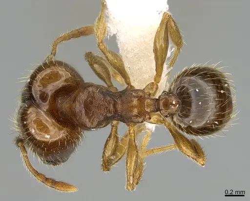 Pheidole nephele specimen