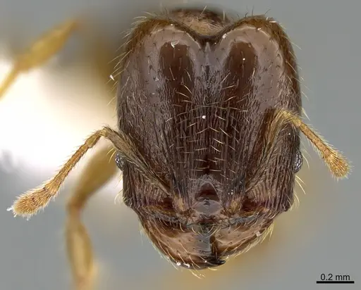 Pheidole nephele specimen