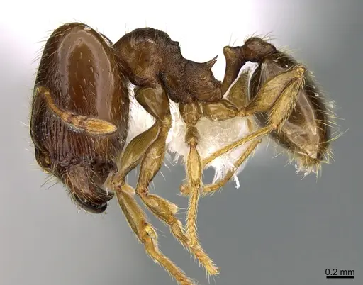 Pheidole nephele specimen