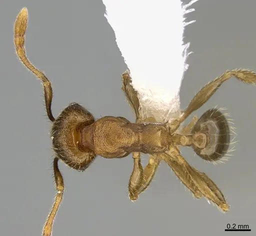 Pheidole nephele - CASENT0609962