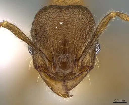 Pheidole nephele - CASENT0609962