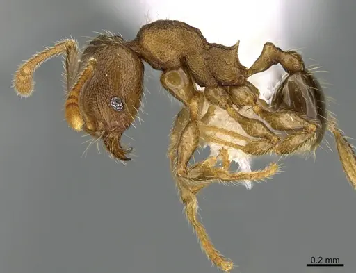 Pheidole nephele - CASENT0609962