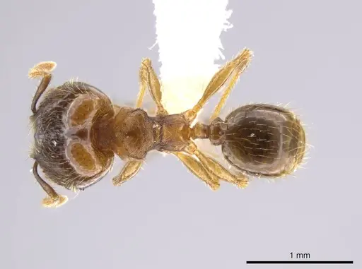Pheidole nephele - CASENT0609968
