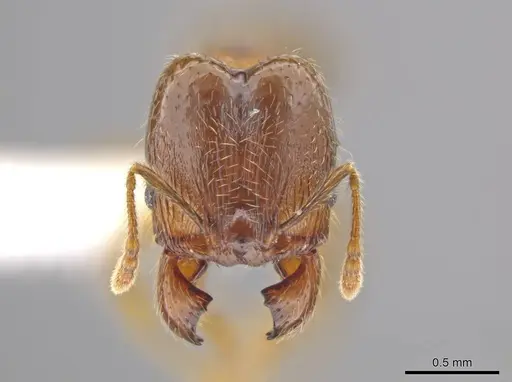 Pheidole nephele - CASENT0609968