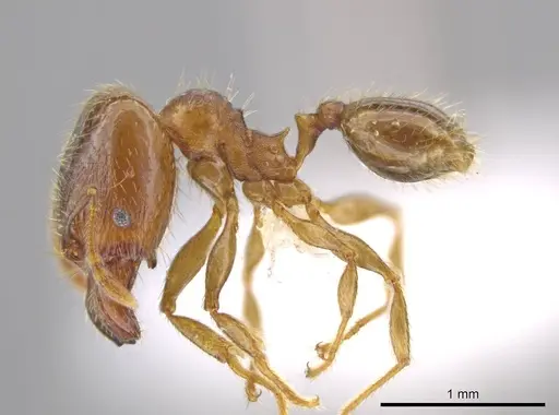 Pheidole nephele - CASENT0609968