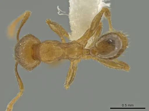 Pheidole nephele - CASENT0609969