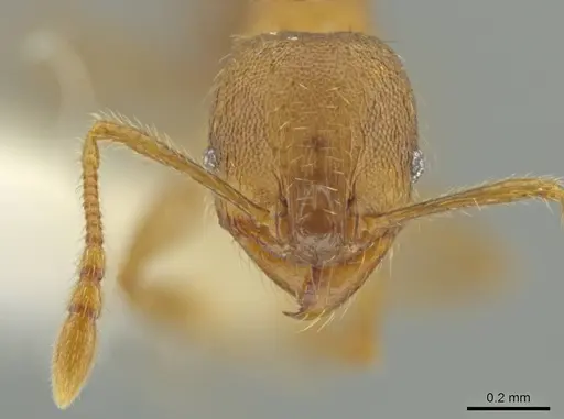 Pheidole nephele - CASENT0609969