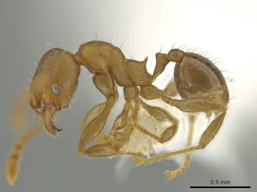 Pheidole nephele - CASENT0609969