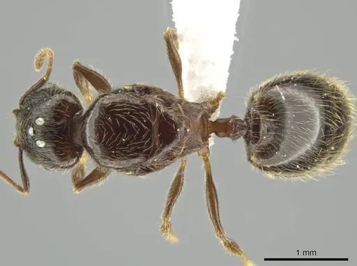 Pheidole nephele - CASENT0616256