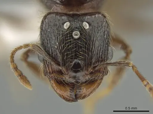 Pheidole nephele - CASENT0616256