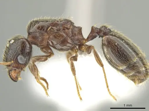 Pheidole nephele - CASENT0616256