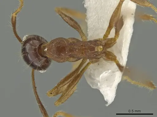 Pheidole nesiota specimen