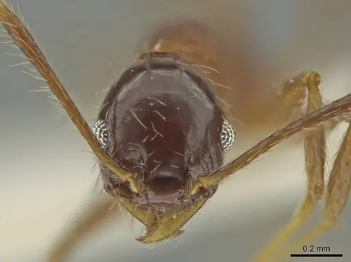 Pheidole nesiota specimen