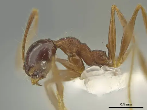 Pheidole nesiota specimen