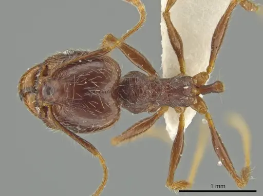 Pheidole nesiota - JTLC000016470