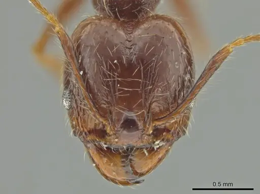 Pheidole nesiota - JTLC000016470