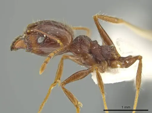 Pheidole nesiota - JTLC000016470