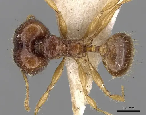 Pheidole nietneri specimen