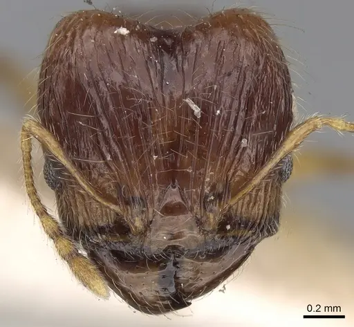 Pheidole nietneri specimen