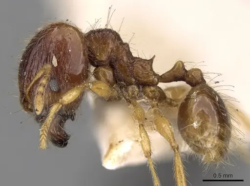 Pheidole nietneri specimen