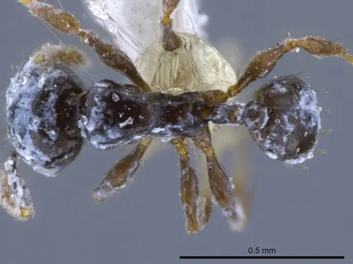 Pheidole nigricula specimen