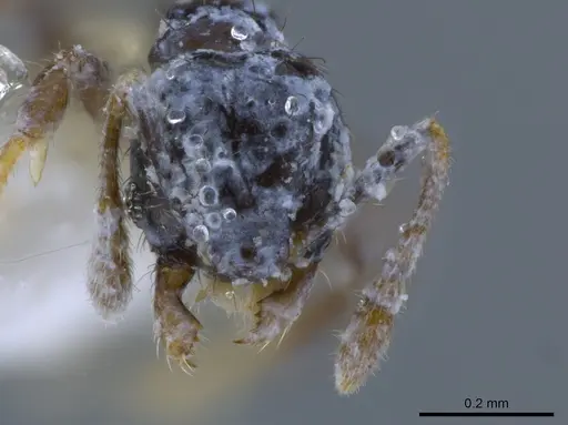 Pheidole nigricula specimen