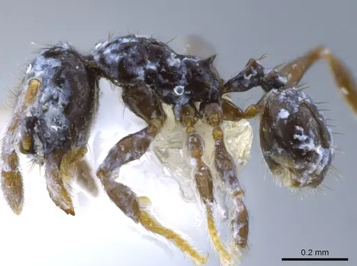 Pheidole nigricula specimen