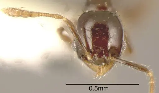 Pheidole nigricula - CASENT0635498