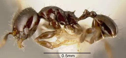 Pheidole nigricula - CASENT0635498
