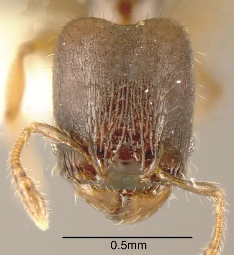 Pheidole nigricula - INBIOCRI002279729