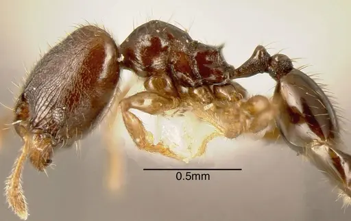 Pheidole nigricula - INBIOCRI002279729