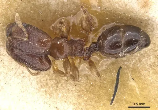 Pheidole nigritella specimen