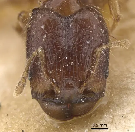 Pheidole nigritella specimen