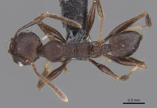 Pheidole nimba specimen