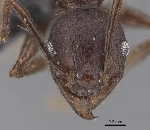 Pheidole nimba specimen