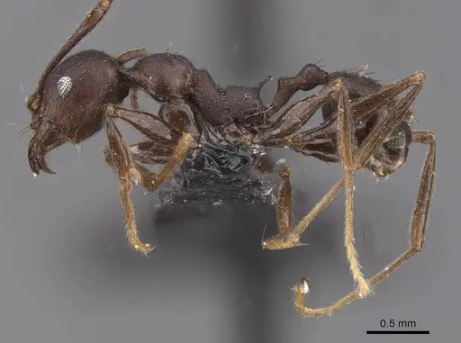 Pheidole nimba specimen