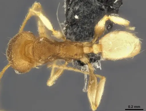 Pheidole nindi specimen